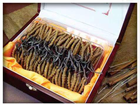 灵璧冬虫夏草回收